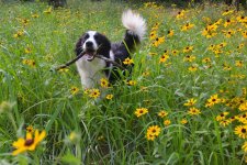 2021-06-27 Daisy 05.jpg