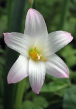RainLily5.jpg