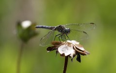 Dragonfly2.jpg