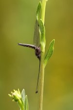 Owlfly3.jpg