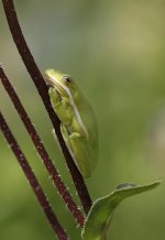 TreeFrog2.jpg