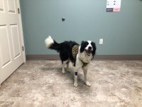 2023-06-01 Annual Vet Visit (11).jpg