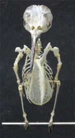 RTHUSkeleton02.jpg