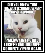 MEOW.jpeg