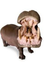 hippo.jpg