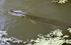 AlligatorGar1.jpg