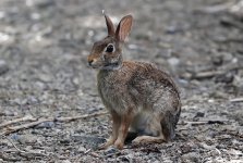 RabbitCottontail1.jpg