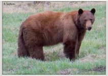 Betsy's bear.jpg