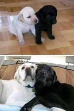 Buddies for Ever.jpg