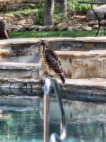 hawk 1.jpg