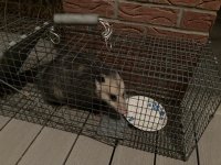 Possum.jpg