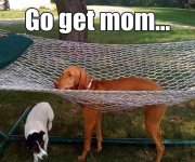 Get Mom.jpg