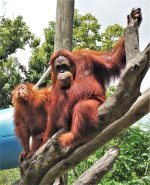 Distant relatives.jpg