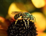 Sweat bee.jpg
