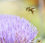 Wasp approaching artichoke.jpg