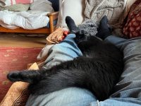 Matching cat-and-socks set.jpg