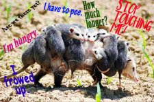possum.jpg