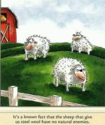 sheep cartoon.jpg