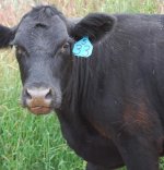 cow.jpg