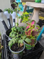 Cuttings.jpg