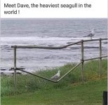 Dave.jpg