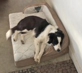 2022-02-15 Daisy 01.jpg