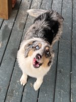 Frankie.jpg