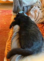 National Cat Day 2023.jpeg