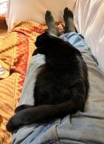 National Cat Day evening.jpg
