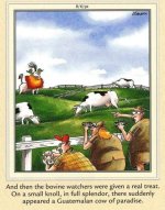 cow of paradise.jpg
