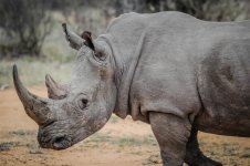 animal-1281695_1280.jpg
