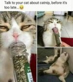 NIP.jpg
