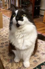 Izzie magnificat.jpg