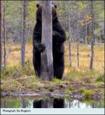 Shy bear.jpg
