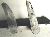 Hand 1.jpg