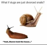 Snail divorce.jpg
