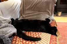 Cat Day Afternoon.JPG