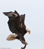Eagle Landing.jpg