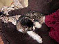 Meeko & Stormy.jpg