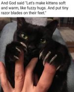 And God created kittens.jpg