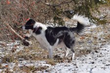 2024-01-16 Daisy (7a).jpg