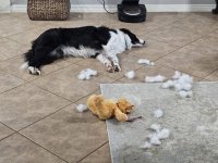 Border Collie.jpg