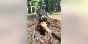 Beau-knows-ice-cream-Dauset-Trails.jpg