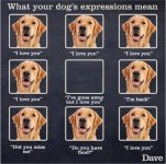 Dog expressions.jpg