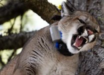 Cougar.jpg