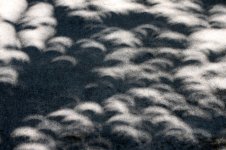 EclipseLeafShadows2.jpg