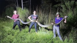 Python hunters.jpg