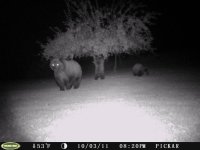 10-3sow& cubs #3.JPG