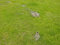 crawfish chimney 2.jpg
