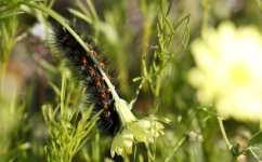 DandelionCaterpiller2.jpg